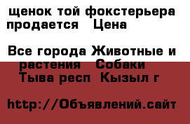 щенок той-фокстерьера продается › Цена ­ 25 000 - Все города Животные и растения » Собаки   . Тыва респ.,Кызыл г.